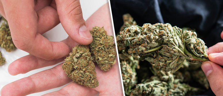 Wie Man die Qualität von Cannabis erkennt