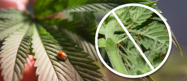 Die Verwendung von Marienkäfern als Schutz für Deinen Cannabisgarten Die Verwendung von Marienkäfern als Schutz für Deinen Cannabisgarten