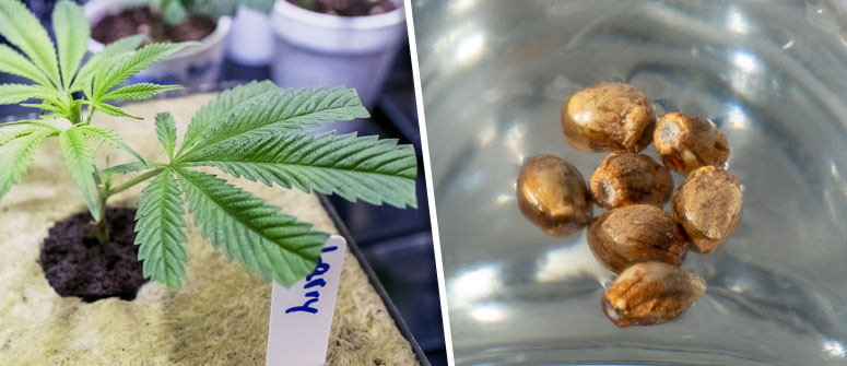 5 Vorteile des Anbaus von Cannabis mit Stecklingen (Klonen) gegenüber Samen