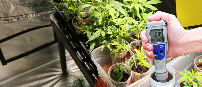 Der ideale EC-Wert für Cannabispflanzen