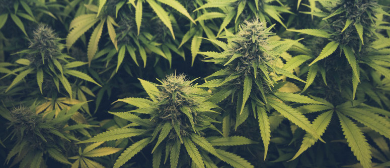 Cannabis-Fächerblätter: Was sie sind und was Du damit machen kannst Cannabis-Fächerblätter: Was sie sind und was Du damit machen kannst