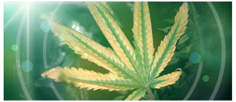 Gelbe Cannabisblätter: Symptome, Probleme und Lösungen