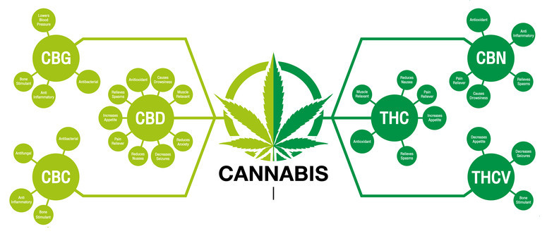 Wie werden Cannabinoide gebildet? Wie werden Cannabinoide gebildet?