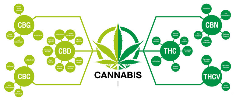 Wie werden Cannabinoide gebildet?