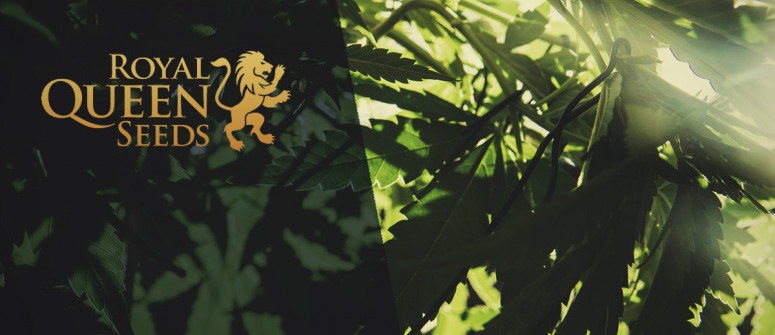 Royal Queen Seeds Review – eine der größten Saatgutbanken Europas Royal Queen Seeds Review – eine der größten Saatgutbanken Europas