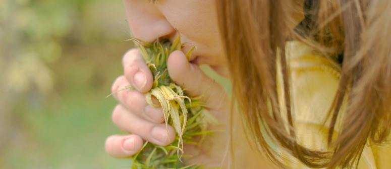 Die Top 10 geruchsarmen Cannabissorten Die Top 10 geruchsarmen Cannabissorten