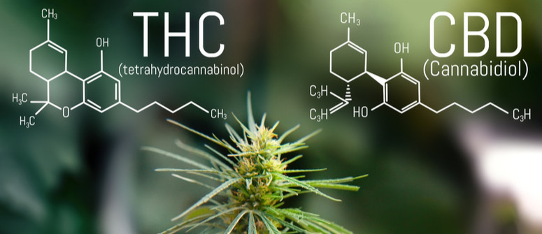 Was ist das beste CBD:THC-Verhältnis in Cannabis?