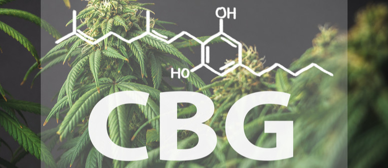 Was ist CBG und was ist der Unterschied zu CBD?