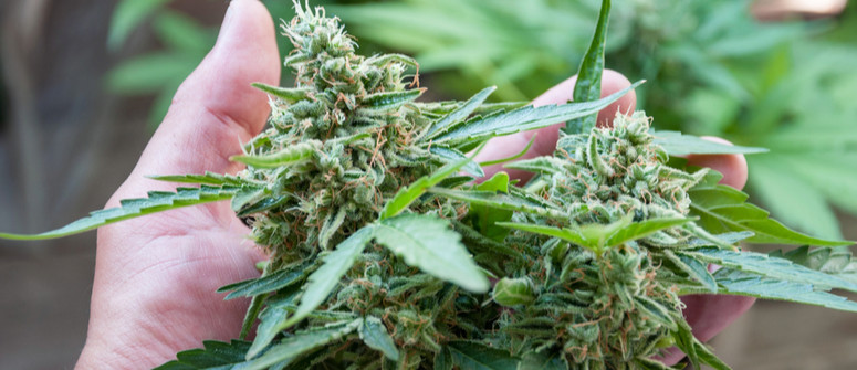 Craft Cannabis: Was Du darüber wissen musst