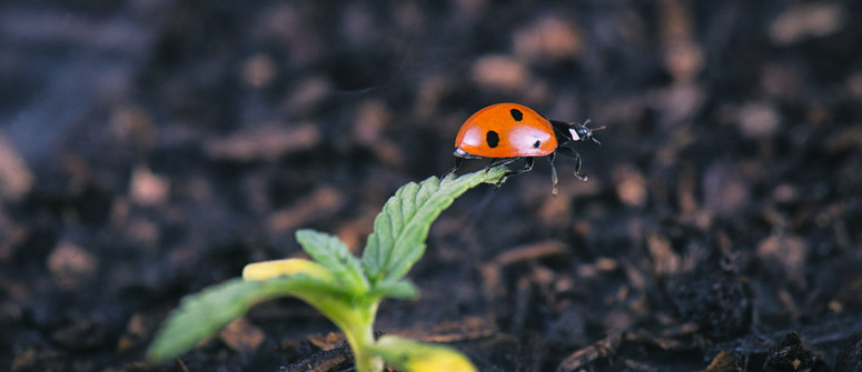 Die besten Insekten für Deine Cannabis-Pflanzung