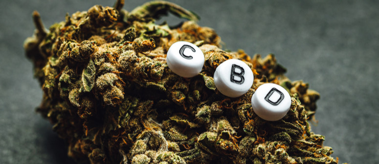 Wie man CBD-reiche Cannabissorten anbaut