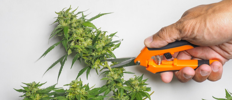 Wie man Cannabis-Trimmscheren reinigt