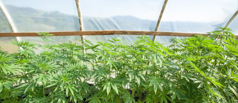 Wie man ein Gewächshaus für den Cannabisanbau baut