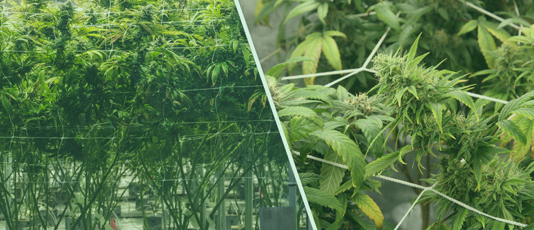 Ein Ratgeber zur Screen-of-Green-Technik (ScrOG)