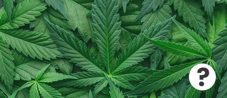 Was sind Cannabis-Fächerblätter und wie verwendet man sie?