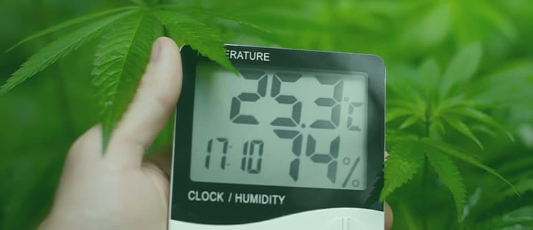 Die beste Temperatur und relative Luftfeuchtigkeit für den Cannabisanbau