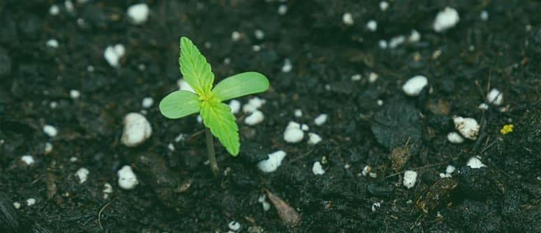 Organische Kontra Kunstdünger: Welcher Ist Für Cannabis Am Besten?