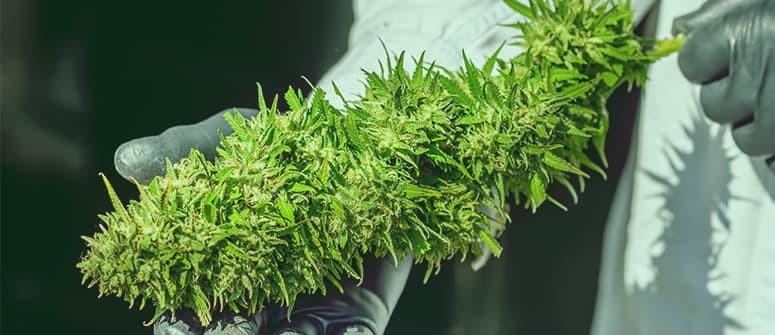 Wie man den Ertrag von autoflowering Cannabis maximiert – 10 Spitzentipps