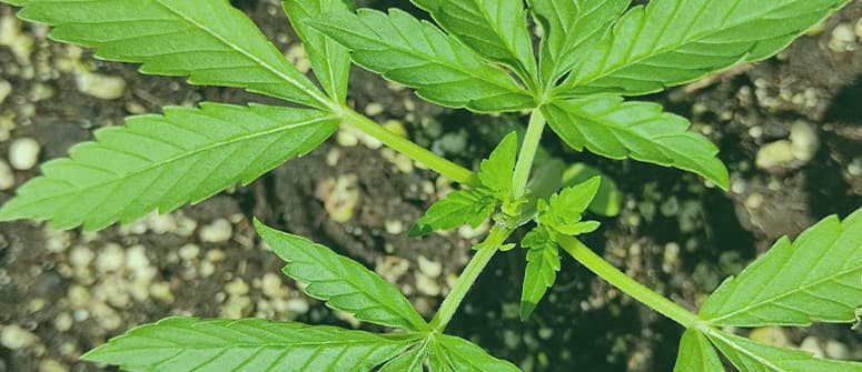 Wie man autoflowering Cannabispflanzen toppt und trainiert