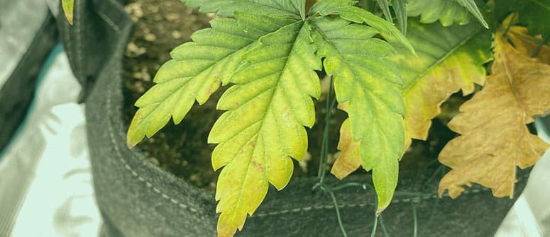 Was gelbe Cannabisblätter bedeuten und wie man sie diagnostiziert