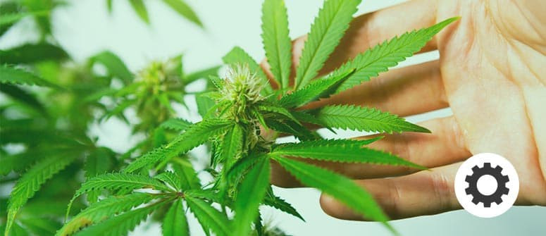 Wie man autoflowering Cannabissorten kreiert