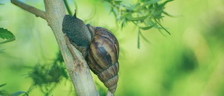 Wie Du Deine Cannabispflanzen vor Nacktschnecken und anderen Schnecken schützt