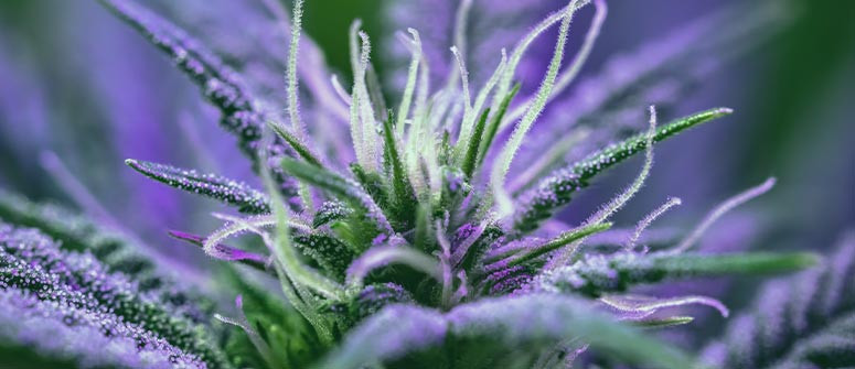 Wann beginnt man, die Tage der Blütehpase von Cannabis zu zählen?