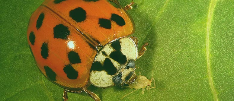 Wie man Marienkäfer zur Bekämpfung von Spinnmilben einsetzt