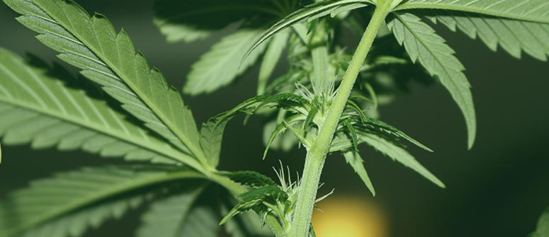 Was Sind Nodien Und Internodien Von Cannabispflanzen