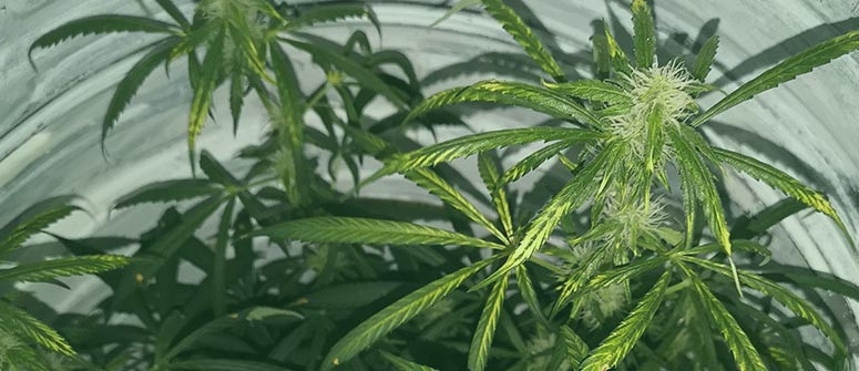 Was ist Cannabis-Windbrand und wie vermeidest Du ihn