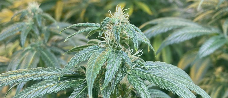 Wie man mit Vergeilung bei Cannabispflanzen umgeht und sie verhindert