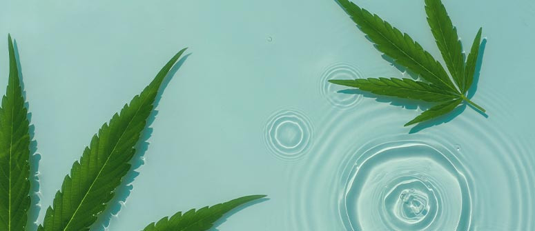 Die Auswirkungen von Regenwasser, Leitungswasser und Grundwasser auf Cannabis