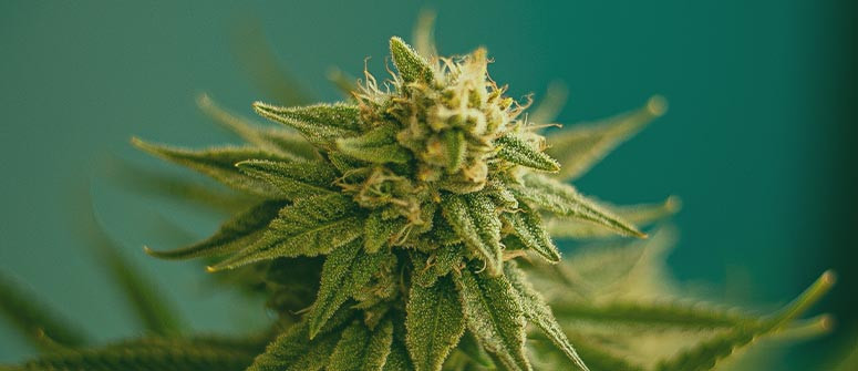 Die 6 besten reflektierenden Materialien für einen Cannabis Indoor-Grow