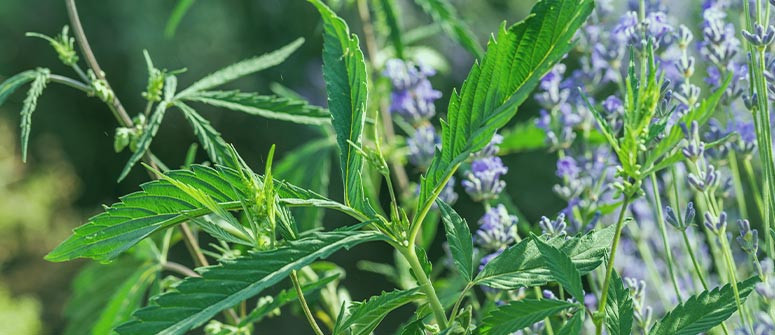 Warum sind Begleitpflanzen gut für Cannabis?