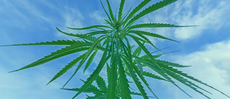 Warum es wichtig ist, Cannabispflanzen frische Luft zu geben