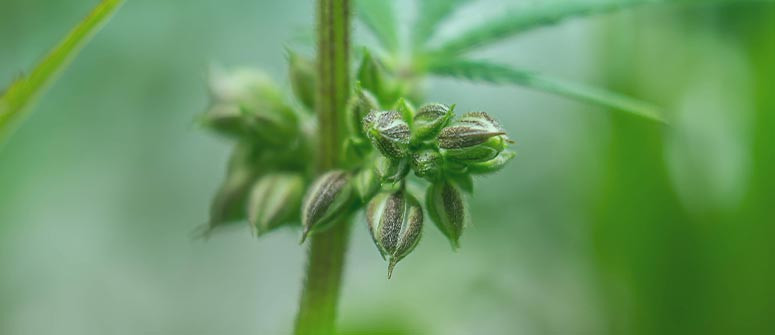 Cannabis-Grundlagen: Phänotypen und Genotypen