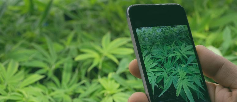 Die 6 besten Snapchat-Weed-Accounts