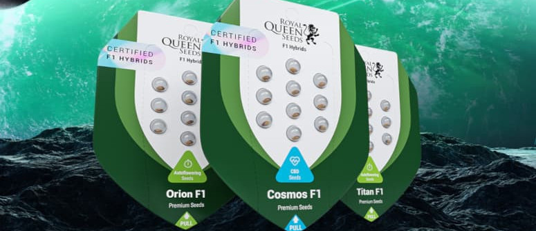 Royal Queen Seeds bringt die allerersten F1-Hybrid-Samen auf den Cannabismarkt 