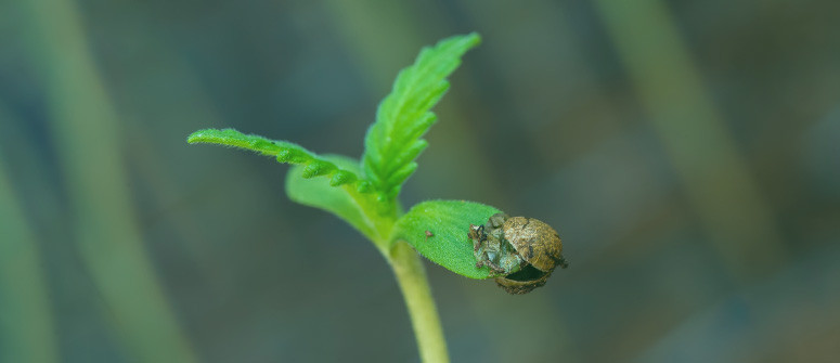 Alles Wissenswerte über Cannabis-Sämlinge