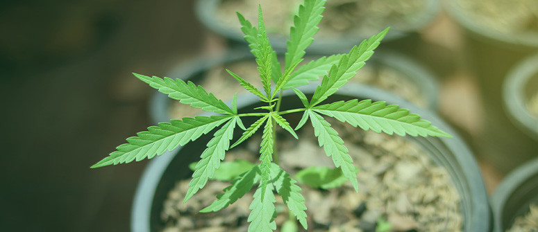 Wie man Cannabis mit knappem Budget anbaut