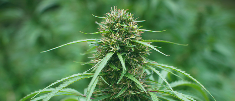 Wie man seine eigenen Cannabissorten züchtet