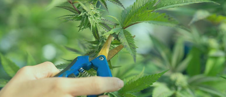 Entlaubung von Cannabis: Ein umfassender Leitfaden