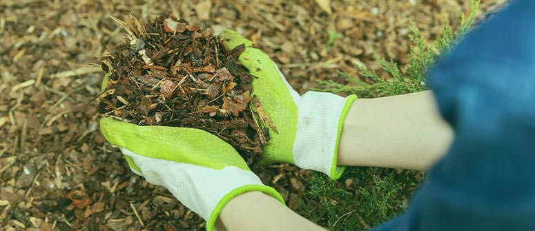 Wie man mit Mulch gesündere Cannabispflanzen anbaut