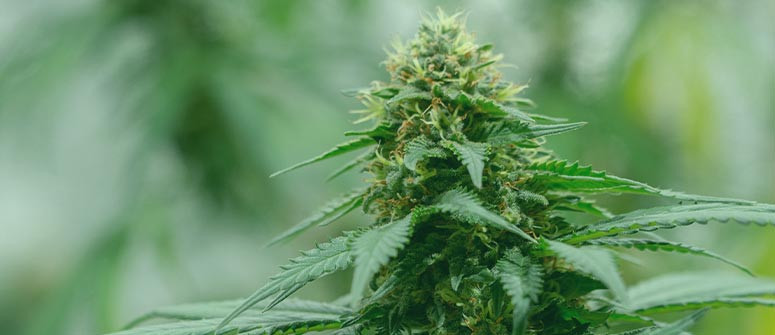 Was ist Hybrid-Cannabis?
