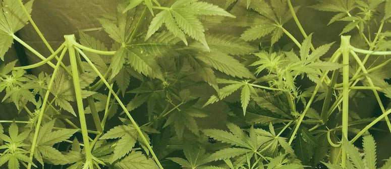 Supercropping für höhere Cannabiserträge: Eine vollständige Anleitung