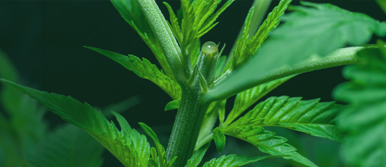 Wie man Cannabispflanzen kappt