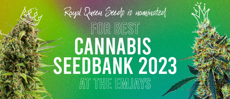 Royal Queen Seeds als Cannabis-Saatgutbank des Jahres bei den Emjays nominiert