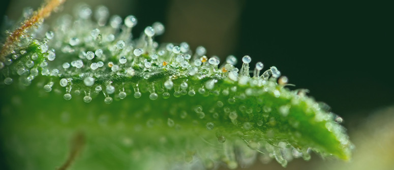 Was sind Cannabis-Trichome und warum sind sie wichtig?