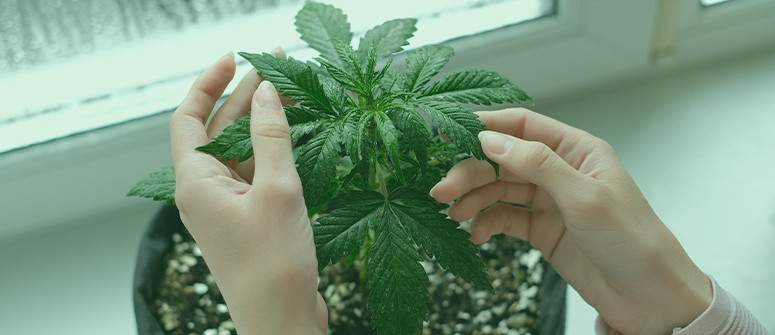 Wie man Cannabis auf einer Fensterbank anbaut