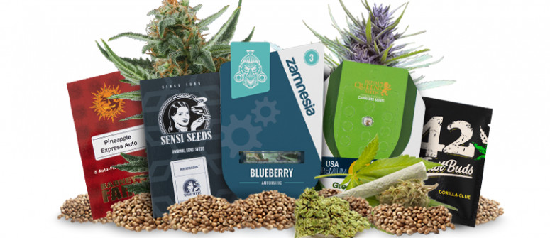 Die Top 5 der Cannabis Samenbanken 2024